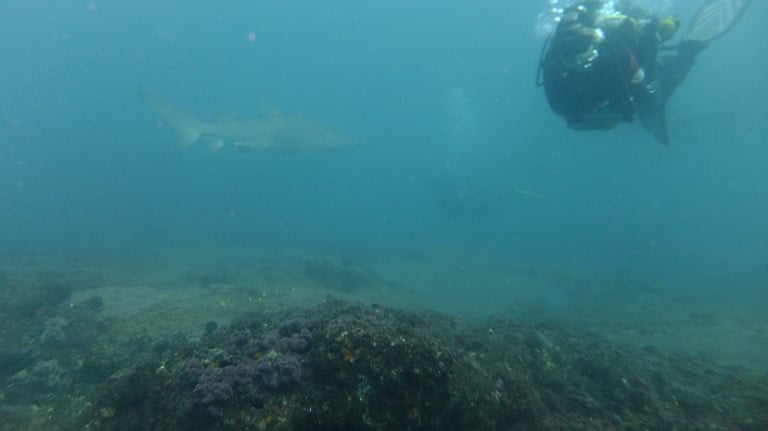 Ragged tooth Shark, Aliwal Shoal, Umkomaas, South Africa