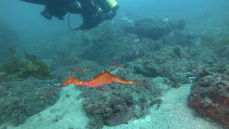 Weedy Sea Dragon, diving botany bay, sydney, Australia