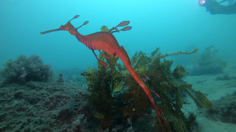 Weedy Sea Dragon, diving botany bay, sydney, Australia