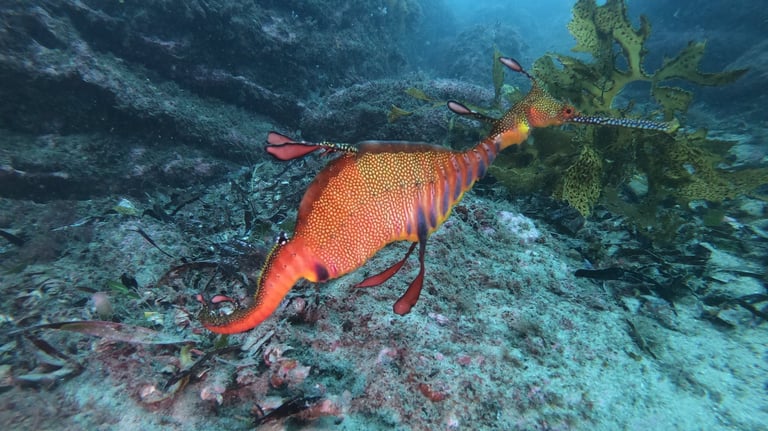 Weedy Sea Dragon, diving botany bay, sydney, Australia
