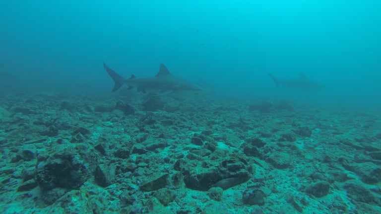 Bull sharks at Bats Islands (Murcielago), Guanacastle, Costa Rică