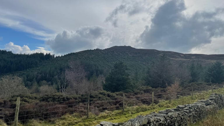 view of the woods on Moel Famau, wales