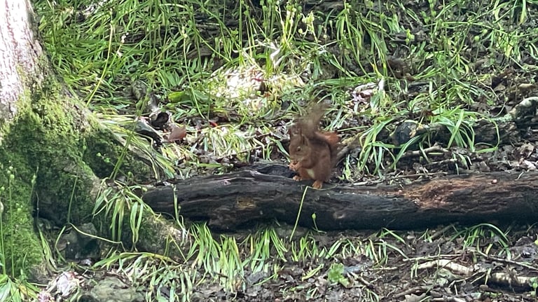 Red Squirrel at the Dingle Nature reserve