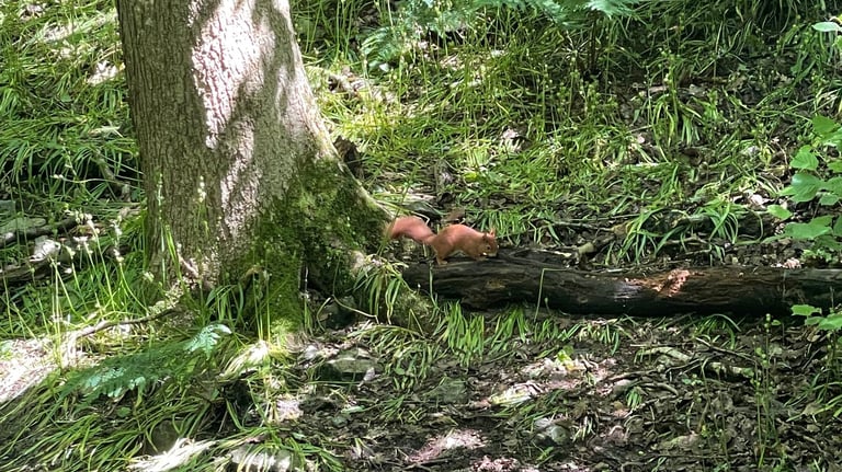 Red Squirrel at the Dingle Nature reserve