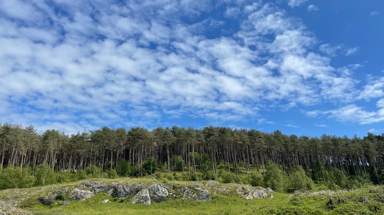Newborough nature reserve forest