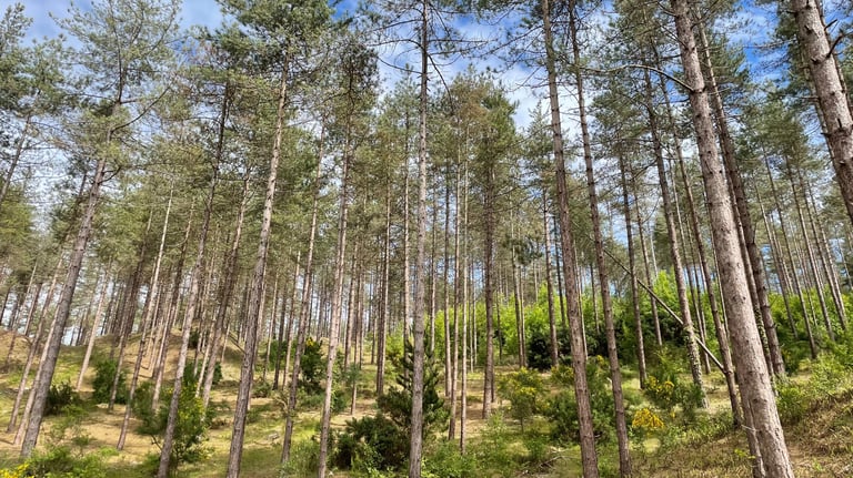 Newborough nature reserve forest
