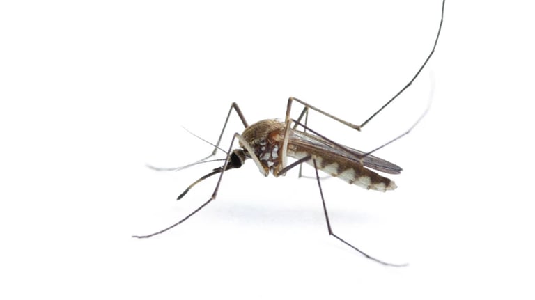 Integrated Mosquito Management