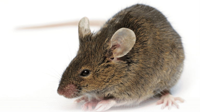 Rodent Management