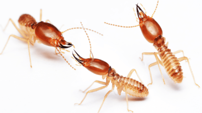 Anti-Termite Treatment