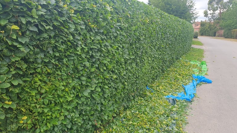 Hedge Trimming Services in Pocklington