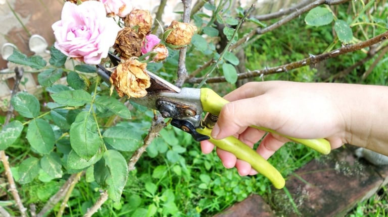 pruning in the Pocklington area