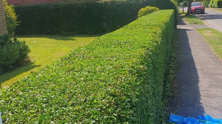 Hedge Trimming in Pocklington