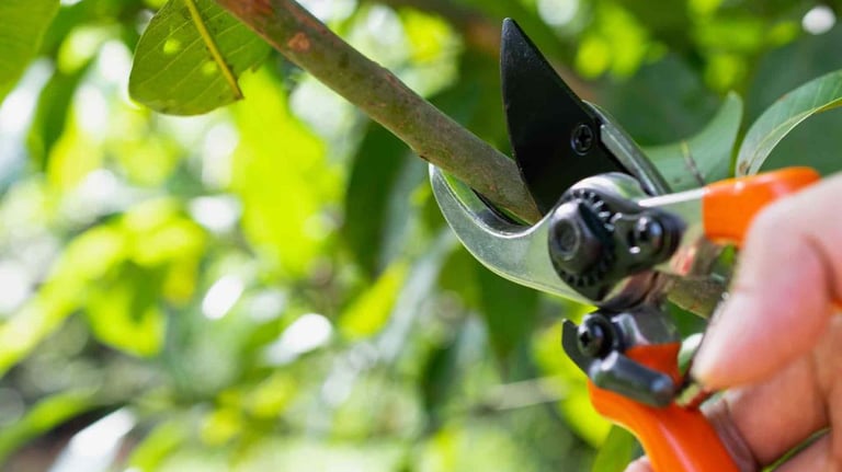 Pruning in Pocklington