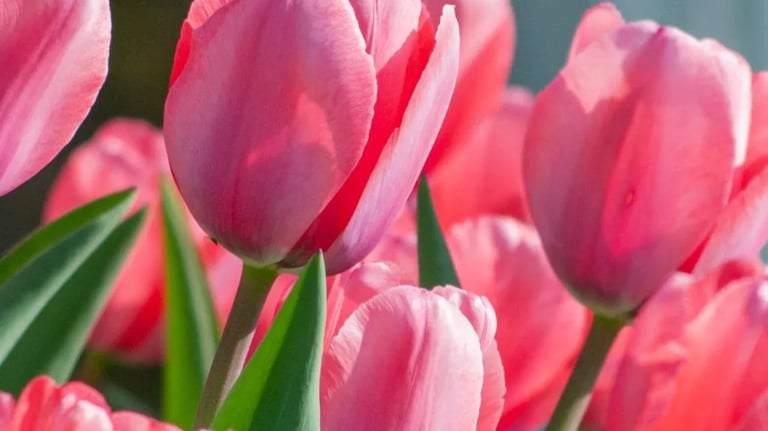 planting Tulips in the Pocklington area