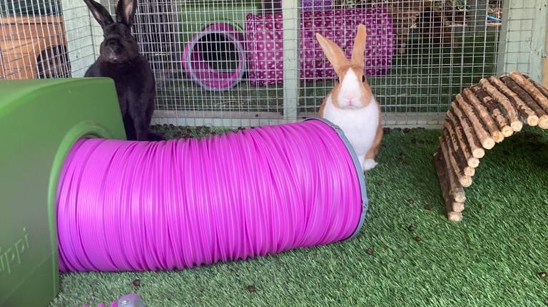 Rabbits enjoying Omlet tunnels