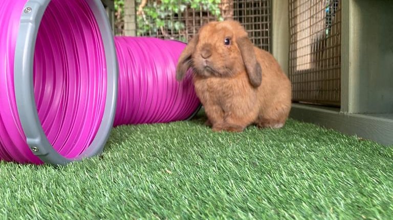 rabbit in outdoor suite Ballinderry Boarding