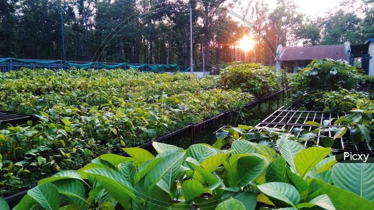 Plant Store