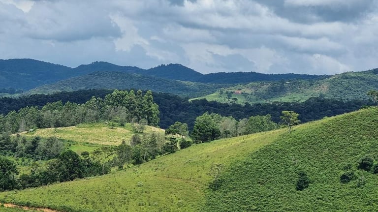 a herd of cattle grazing in a lush green field