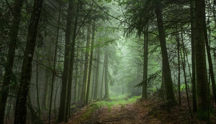Vosges mountains forest path