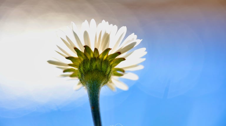 Close-up foto van een madeliefje