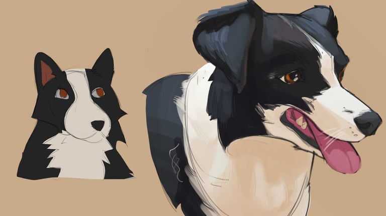 Border Collie sem e com referência