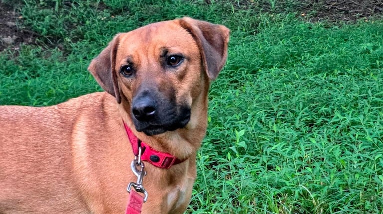 Dog on red leash looking up during a neighborhood walk.