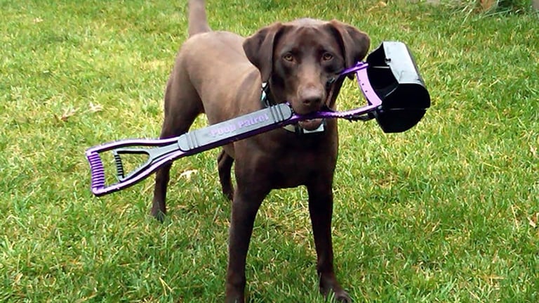 a dog with a poop scooper in its mouth
