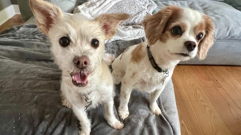 Two small dogs relaxing at home during a drop-in visit.