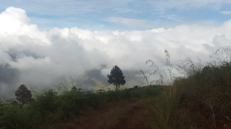 A soul tree on a mountain with clouds behind the tree
