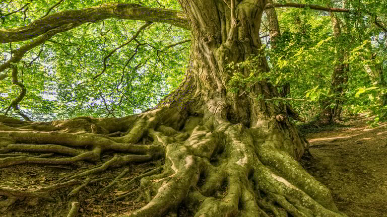 An old tree in a forest with its roots exposed looking like the Tree of LIfe