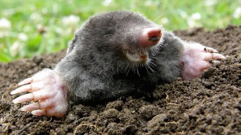 kurmis