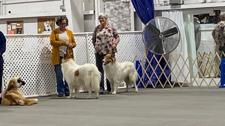 Dog Conformation Practice