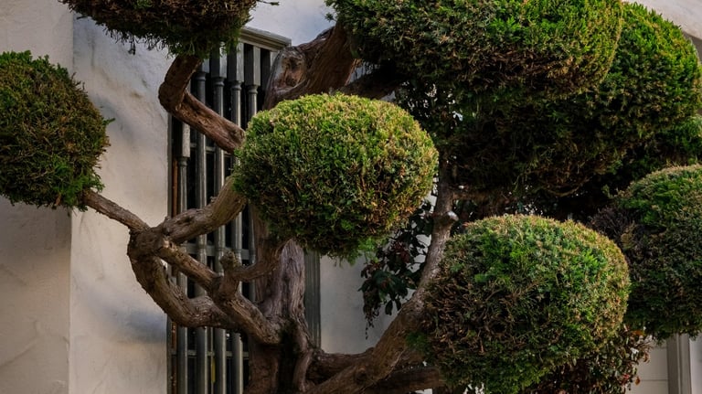 Tree Trimming