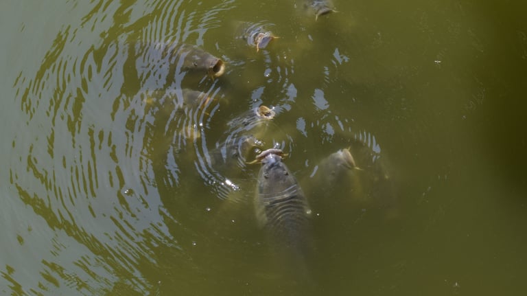 poissons, carpes, gardons