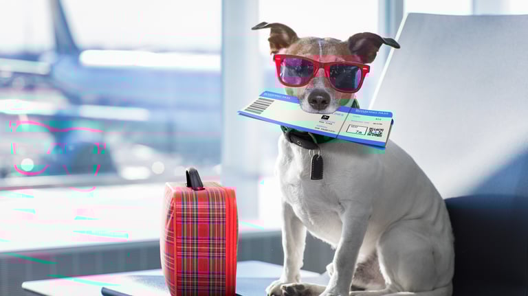 a dog wearing sunglasses and sunglasses with a book in his mouth