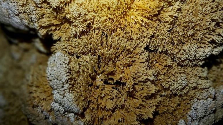 Formaciones coralinas con estructuras ramificadas creadas por depósitos minerales en cuevas