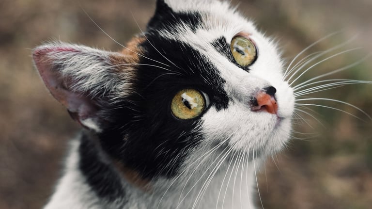 Gato calico de colores blanco, negro y naranja, con ojos verdes viendo a cámara