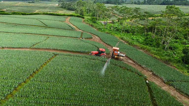 Fotografía y video aérea con dron de una plantación agrícola de piña Marketing ARM del Ecuador