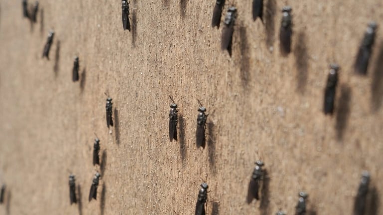 Entreprise de propreté à Lyon - dératisation, désinsectisation, désinfection