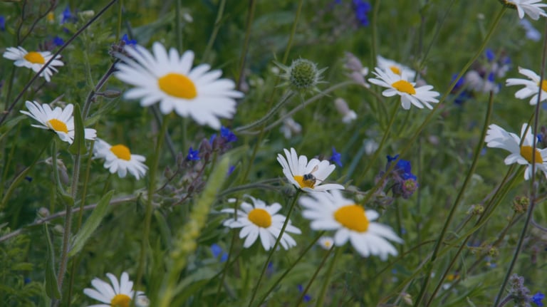 A bee sits on a flower surrounded by high grass and other flowers.