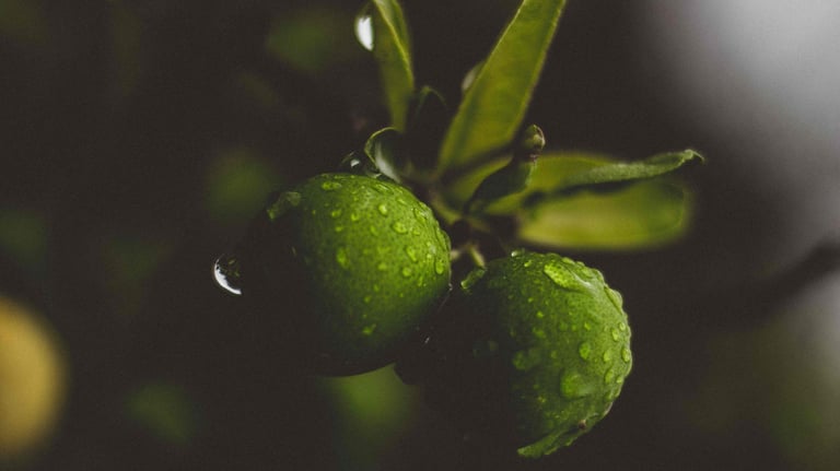 sales@okaypharmusa.com