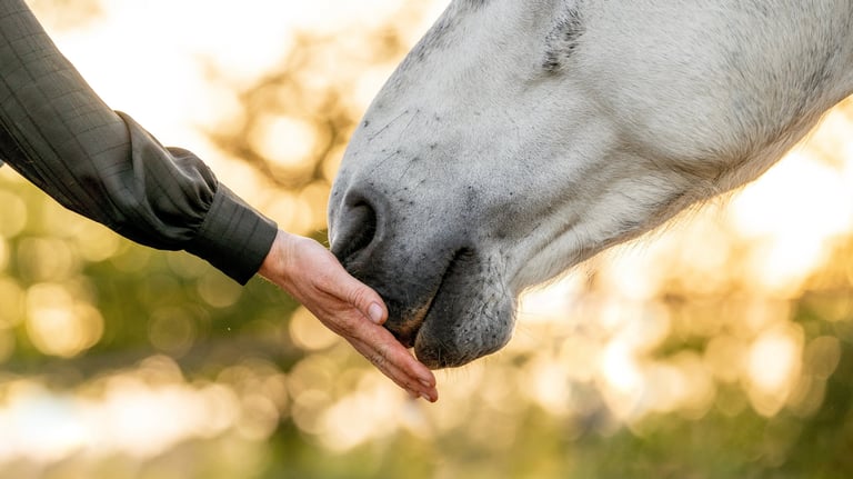 a person holding a horse's hand and touching it