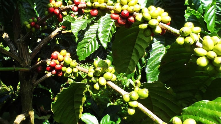 Coffee Farming Experience