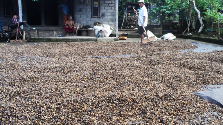 Coffee Farming Experience