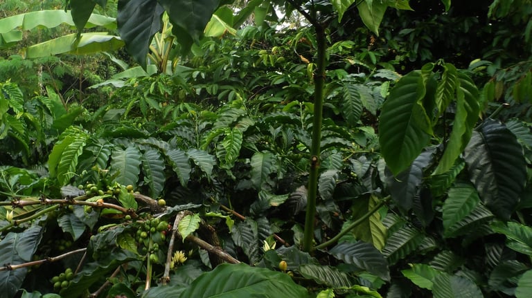 Coffee Farming Experience