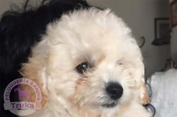 peluquería canina caniche