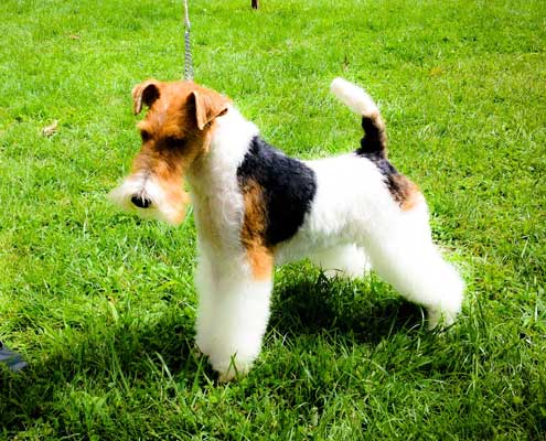 peluquería canina fox terrier