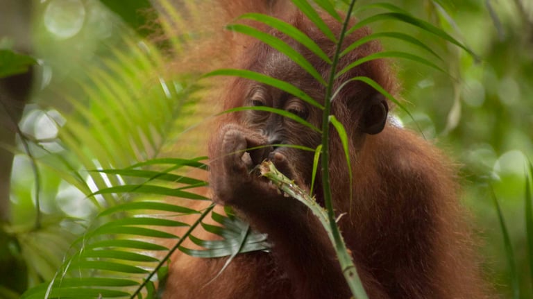 Bukit lawang tour packages from 3 to 6 days