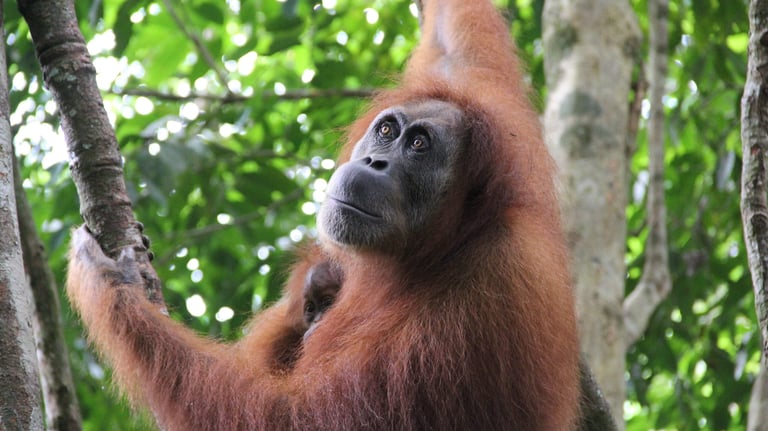 Bukit Lawang Trekking