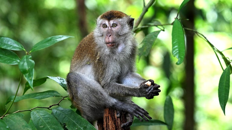 Bukit Lawang Trekking